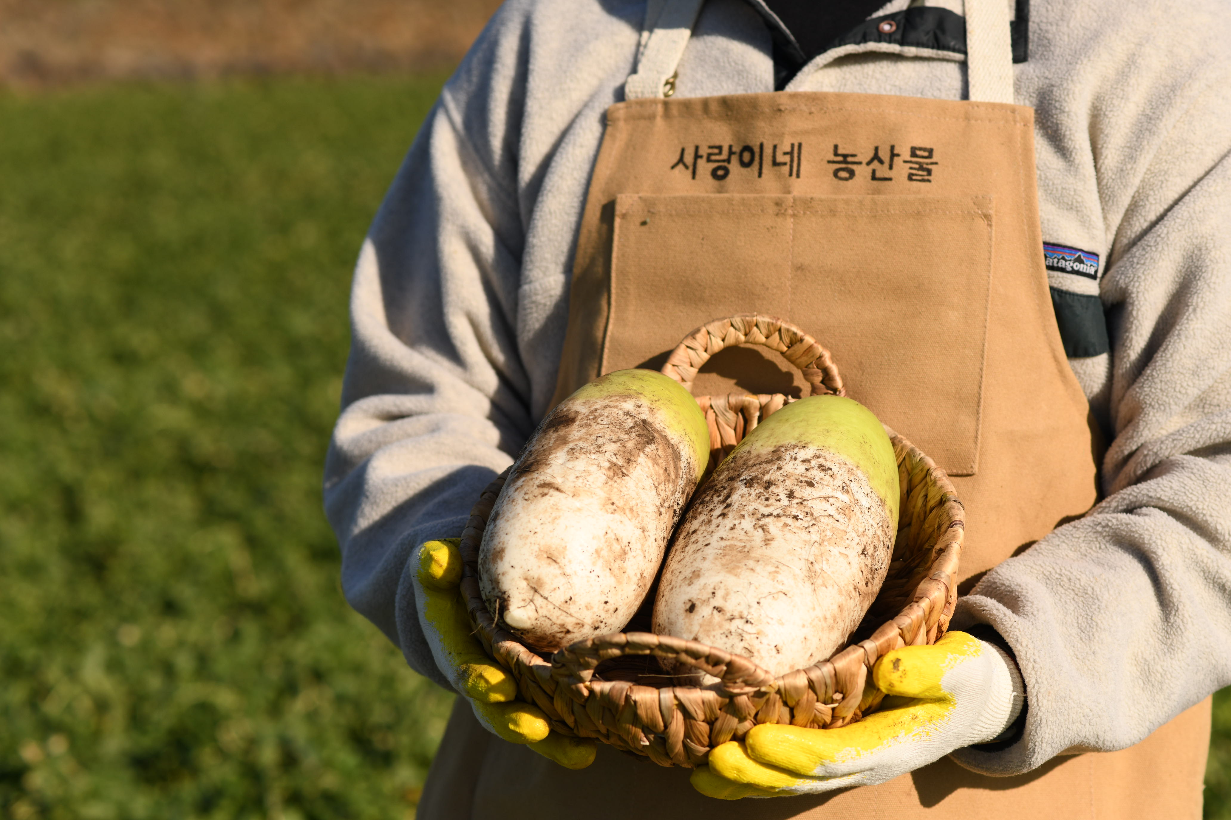 제주 서귀포 햇 흙 월동무 비세척 원물 김장 동치미 열무-7kg 15kg - 상세 이미지 2