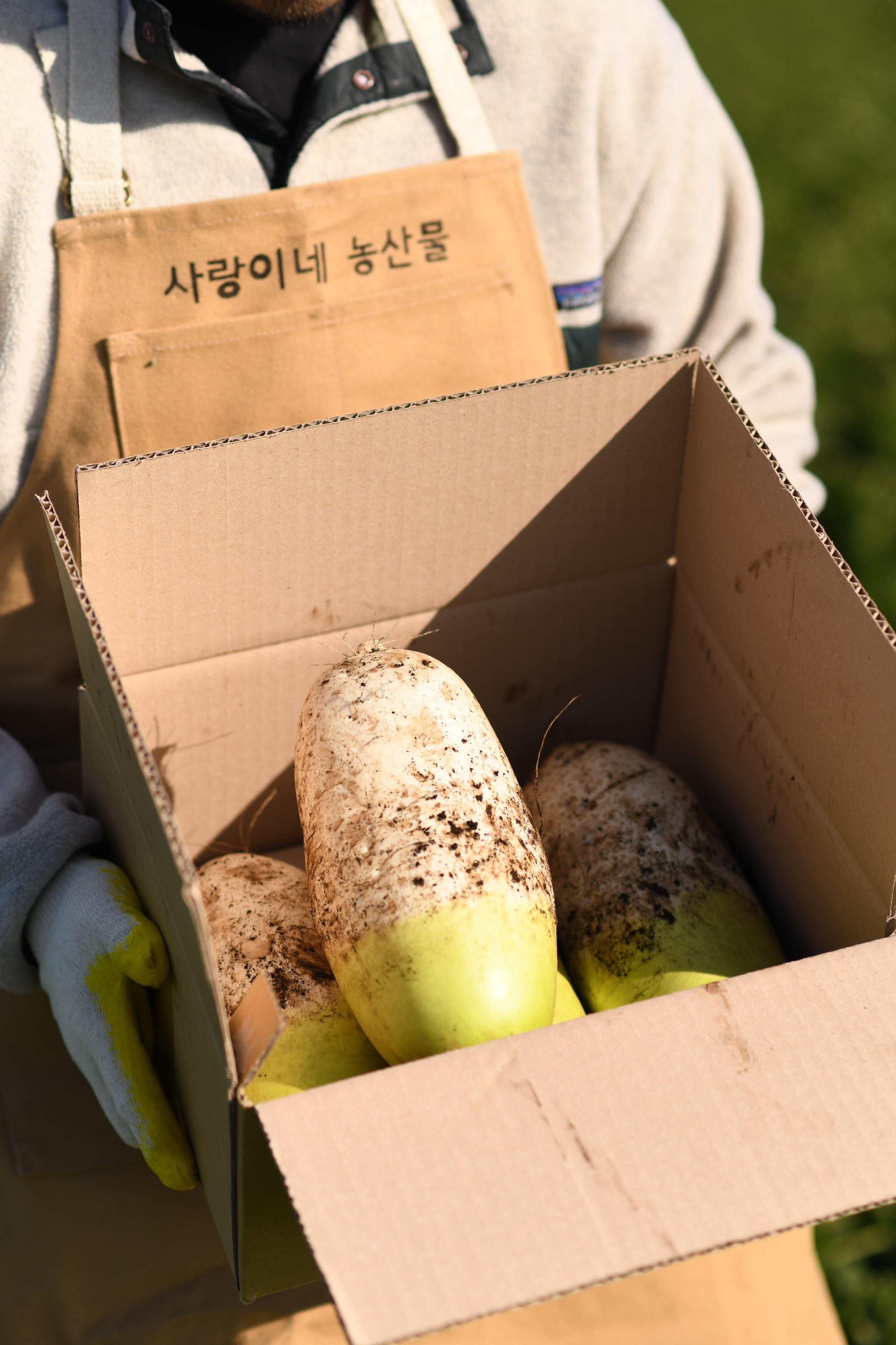 제주 서귀포 햇 흙 월동무 비세척 원물 김장 동치미 열무-7kg 15kg 이미지 6