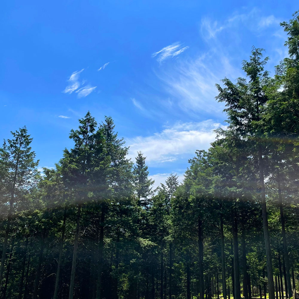 아기방 침구 피톤치드 100% 자연 탈취제 아보리덤 편백수 사천편백림 심재 대자연의나눔