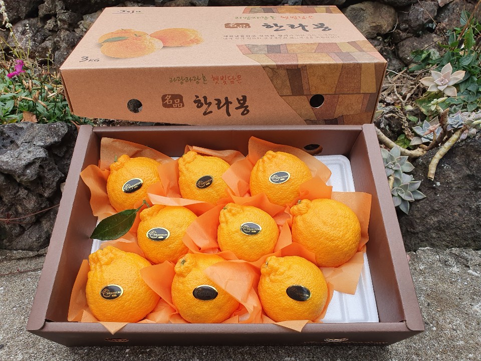 온정심한라봉 선물세트 제주도 한라봉 가정용 설날 설 명절 과일 이바지음식 - 상세 이미지 4