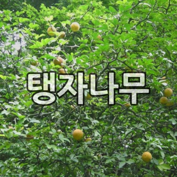 탱자나무 묘목 실생3년 5주묶음 : 목림원예