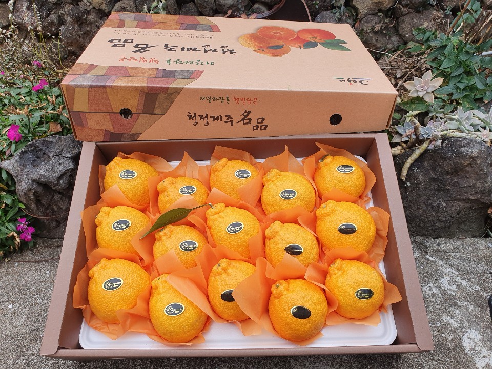 온정심한라봉 선물세트 제주도 한라봉 가정용 설날 설 명절 과일 이바지음식 - 상세 이미지 5