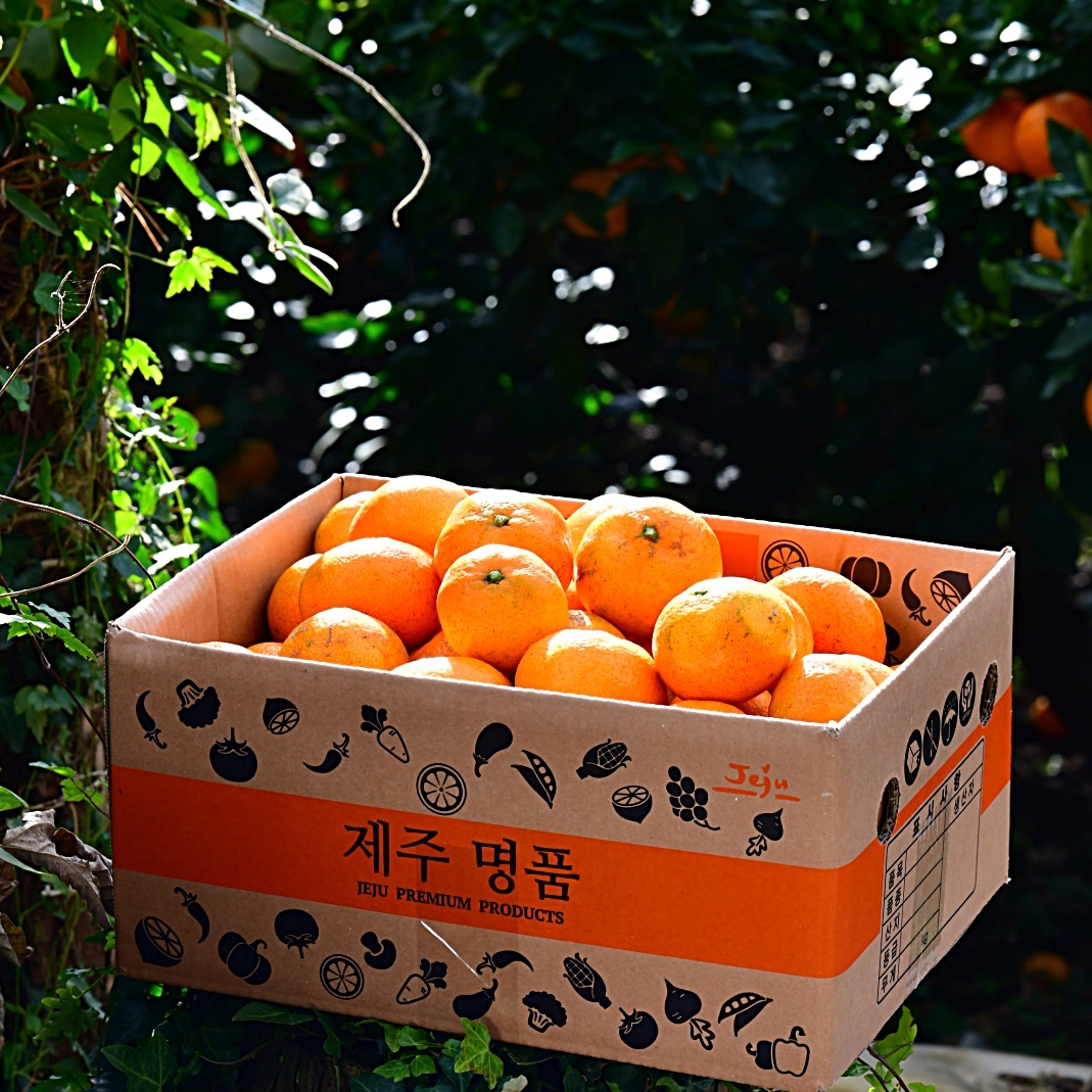 제주 유기농감귤 못난이 노지 무농약 감귤 5kg 10kg - 상품 이미지
