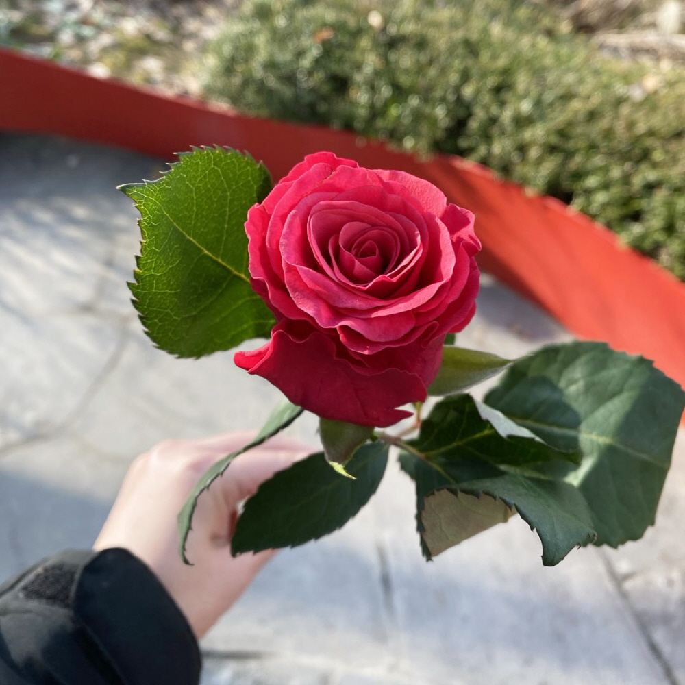 생화 수입장미 연한색 한송이 꽃배달 싼곳 생화택배 양재꽃시장