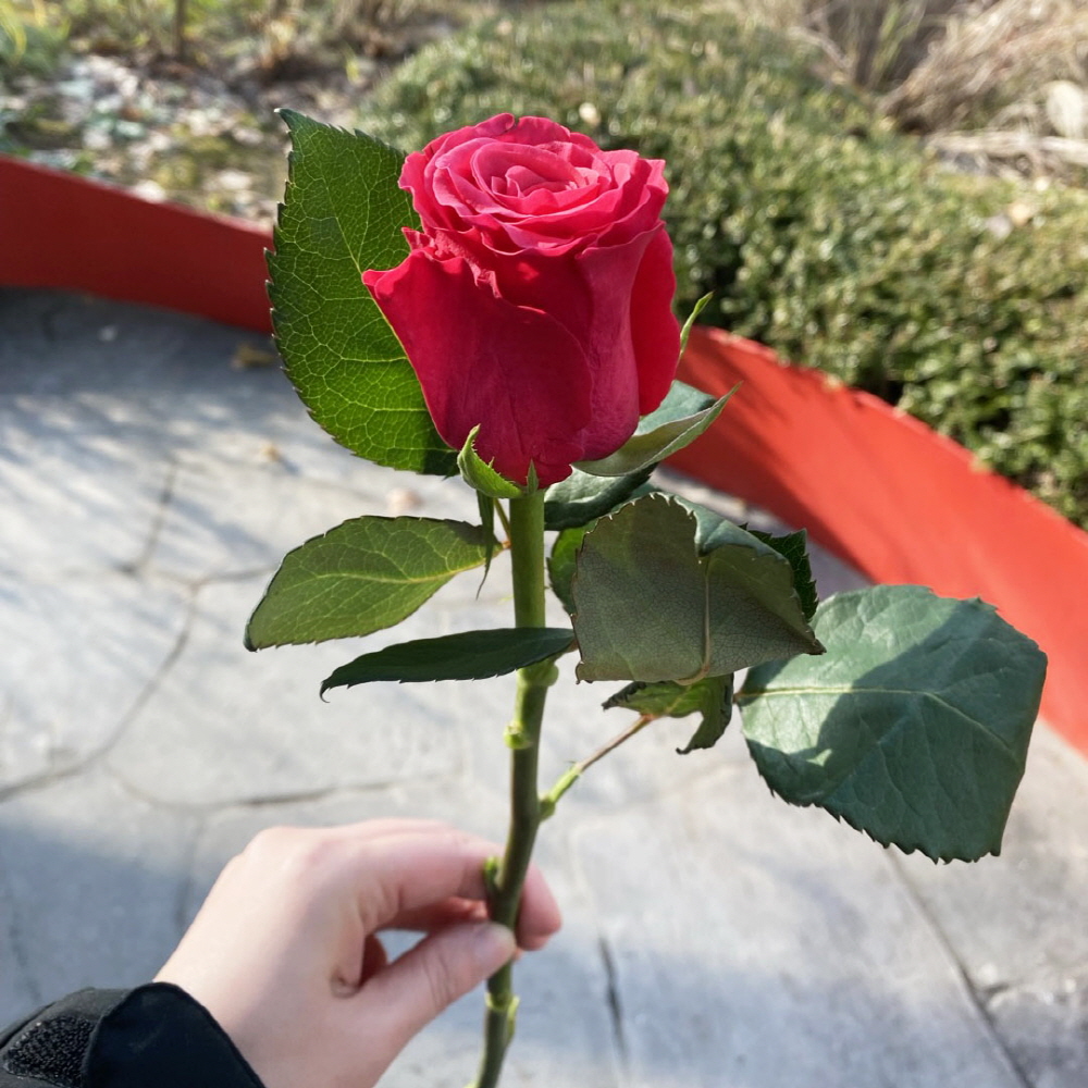 생화 수입장미 연한색 한송이 꽃배달 싼곳 생화택배 양재꽃시장