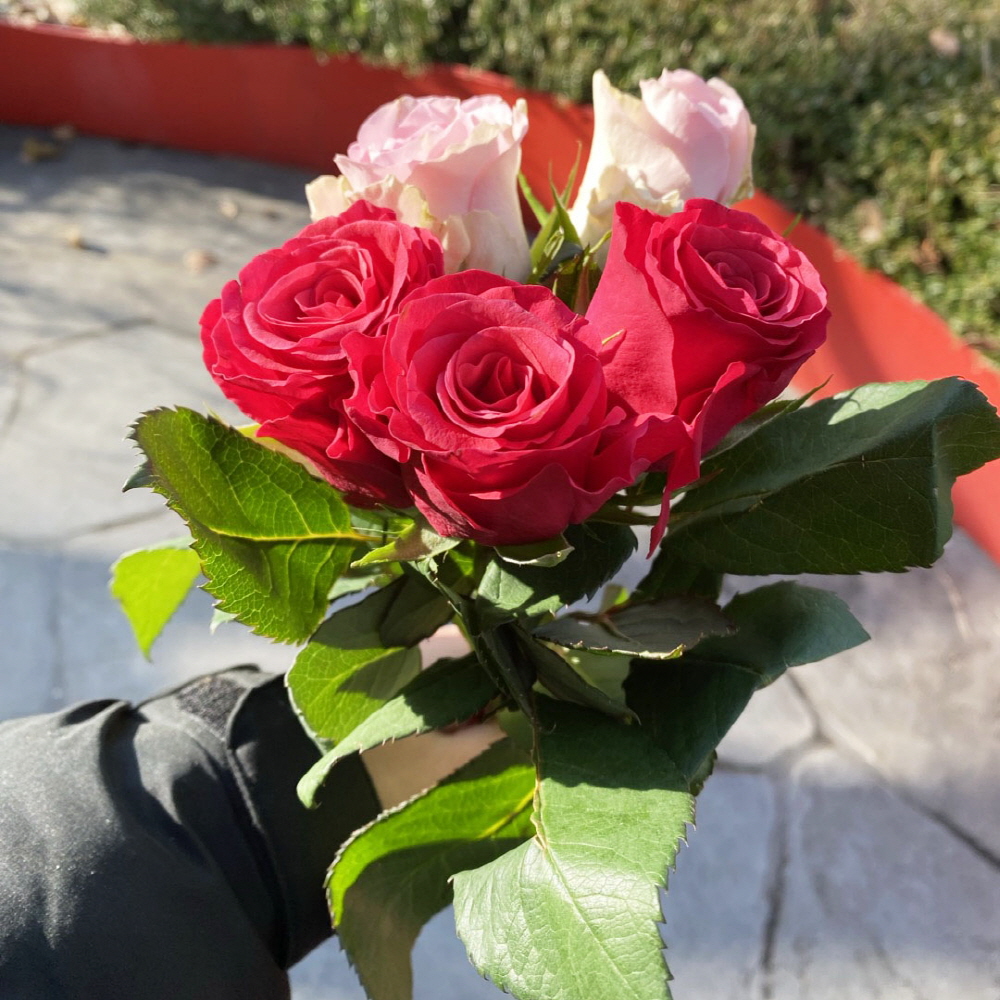 생화 수입장미 연한색 한송이 꽃배달 싼곳 생화택배 양재꽃시장
