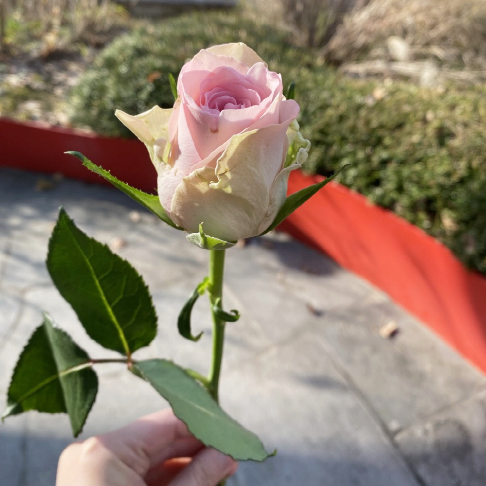 생화 수입장미 연한색 한송이 꽃배달 싼곳 생화택배 양재꽃시장
