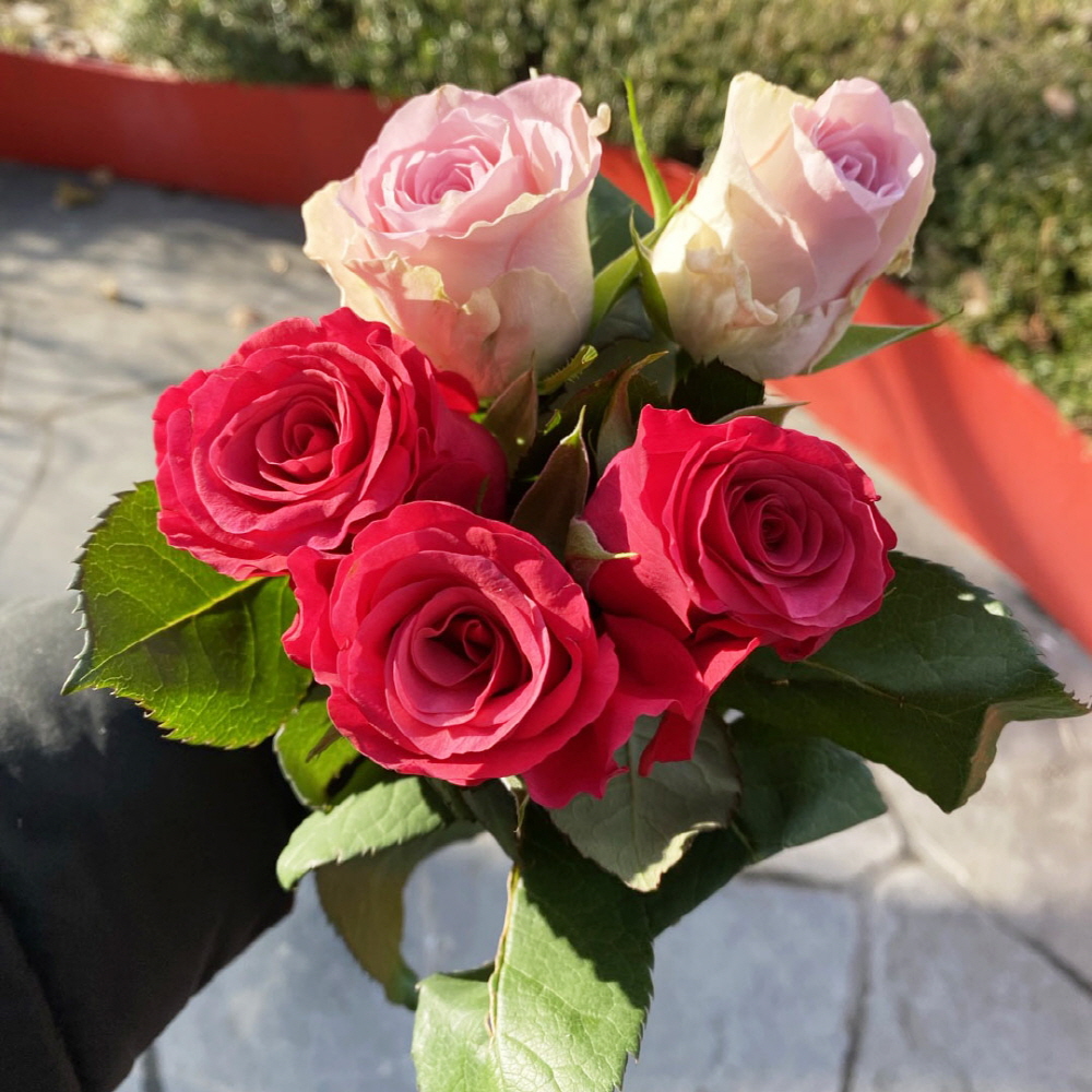 생화 수입장미 연한색 한송이 꽃배달 싼곳 생화택배 양재꽃시장
