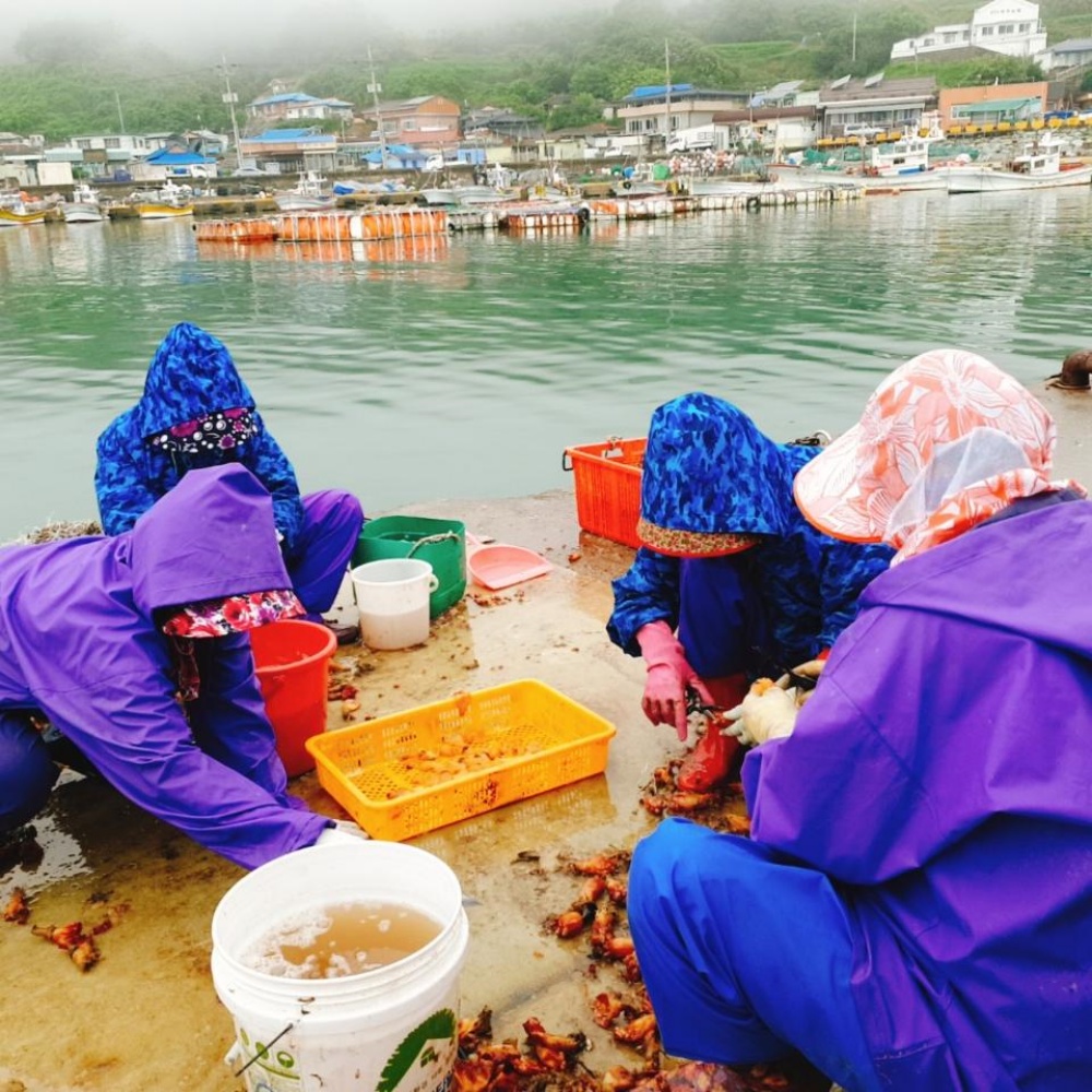멍게무침 자연산 울진 생멍게무침 500g + 500g - 상세 이미지 5