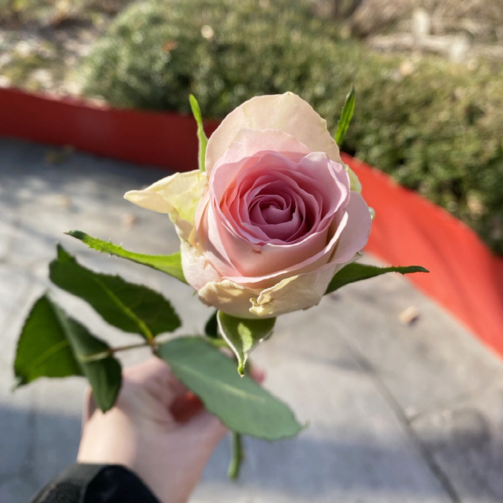 생화 수입장미 연한색 한송이 꽃배달 싼곳 생화택배 양재꽃시장