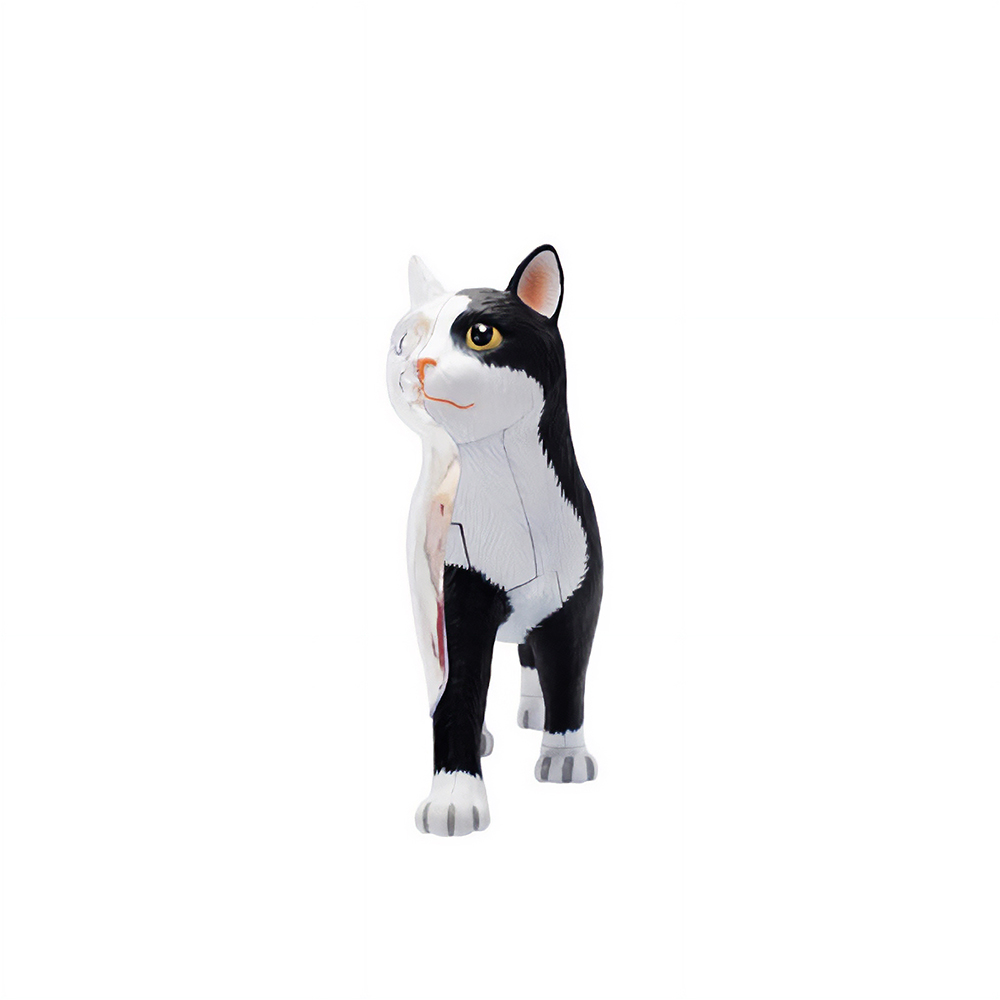 고양이 해부 모형 동물 해부도 수의사 교육 실습 및 전시 이미지 6