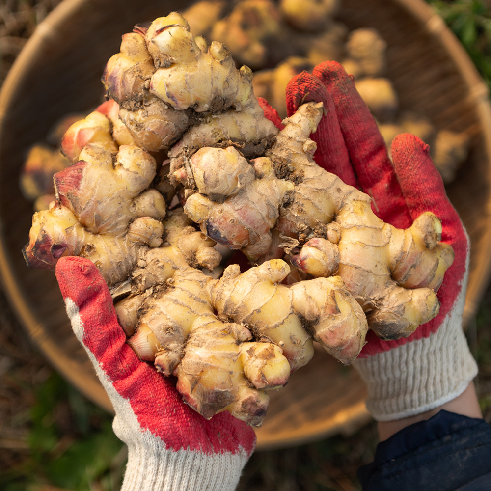 국산 생강 경북 깐생강 세척 제철 1kg