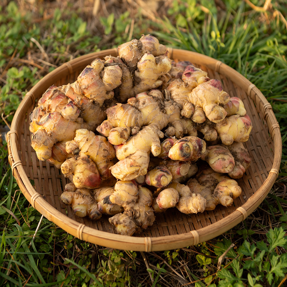 국산 생강 안동 깐생강 세척생강 제철