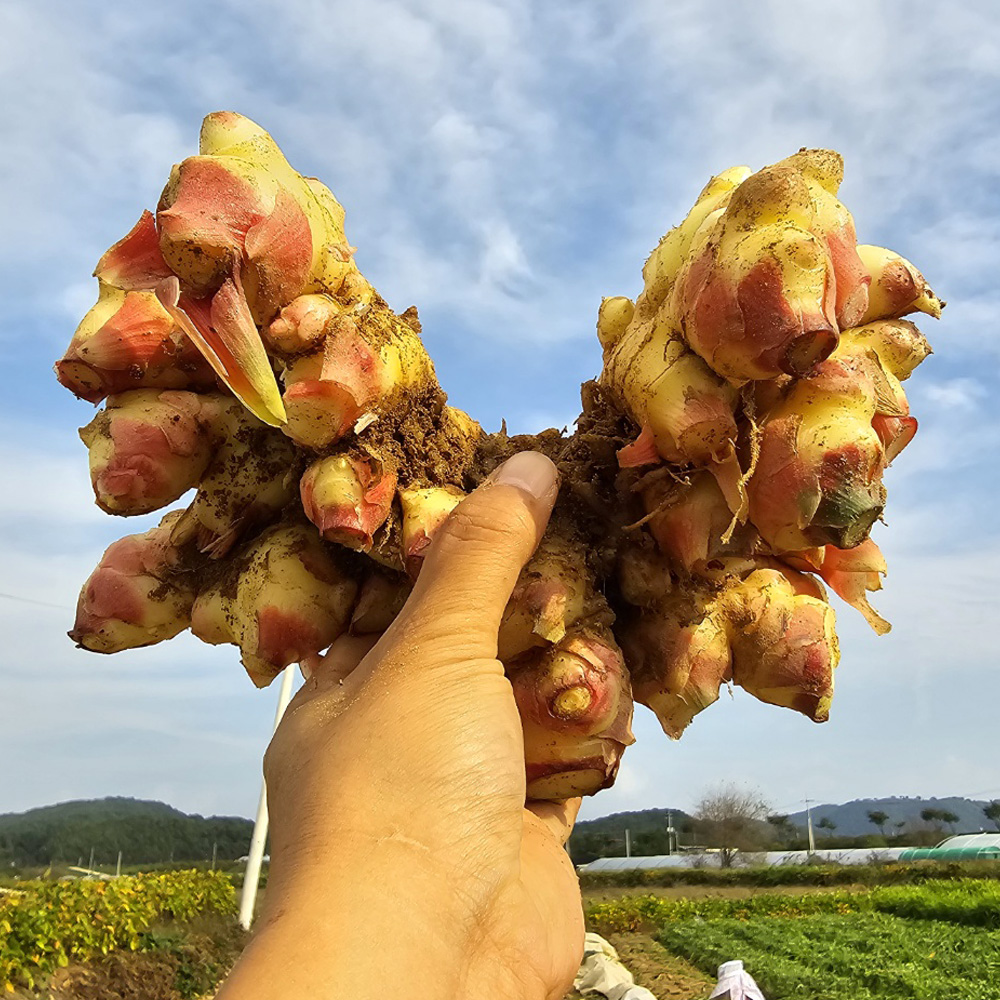 국산 생강 경북 깐생강 세척 제철 1kg