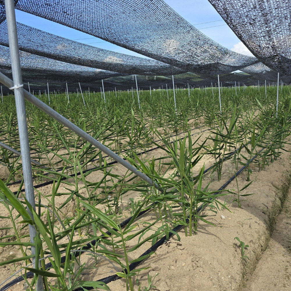 국산 생강 경북 깐생강 세척 제철 1kg