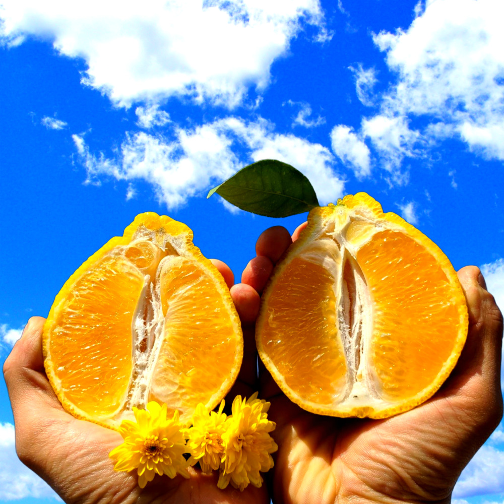 고당도 프리미엄 제주 한라봉 산지직송