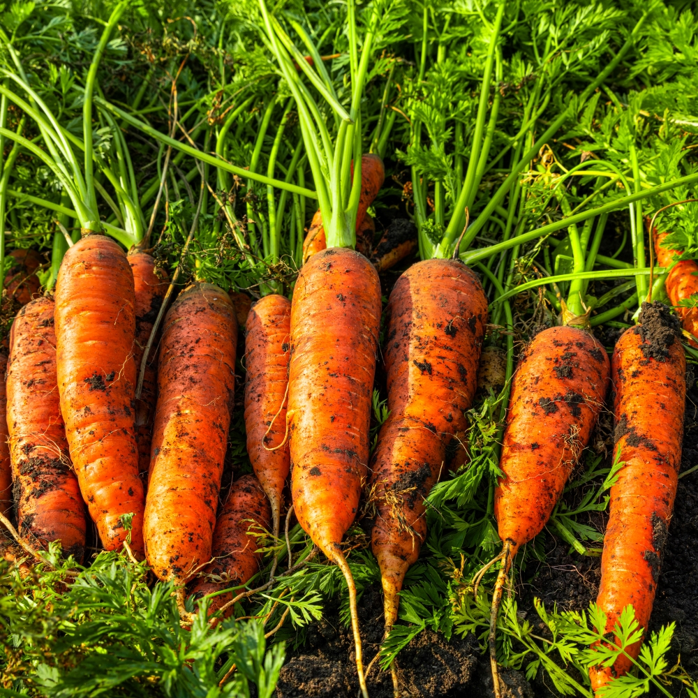 국내산 햇 흙 당근 2kg 3kg 5kg