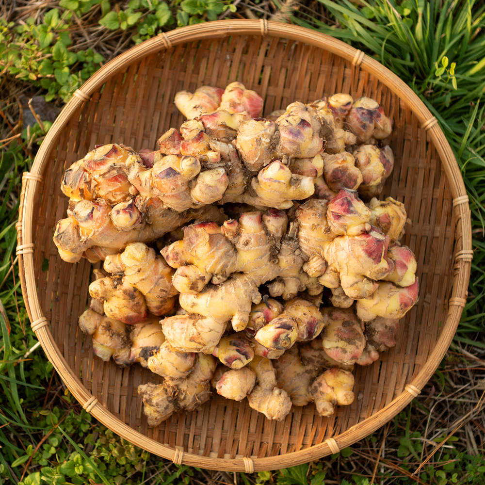 국산 생강 경북 깐생강 세척 제철 1kg