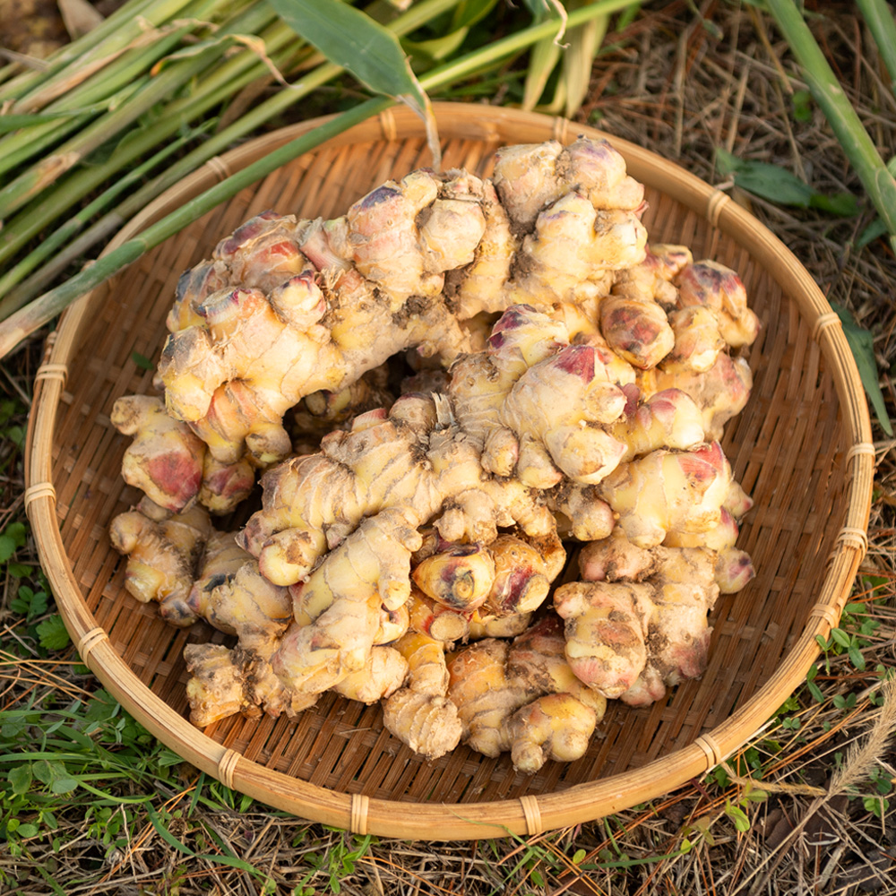 국산 생강 경북 깐생강 세척 제철 1kg