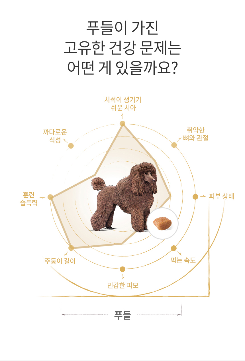 로얄캐닌 독 푸들 어덜트, 500g, 1개 이미지 6