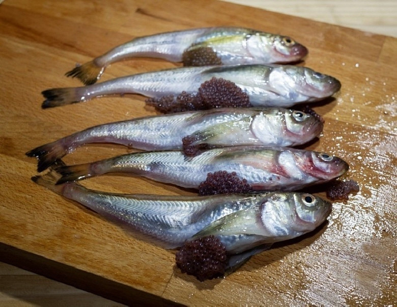 생물 양미리 속초 햇 강릉 제철 속초 고성 캠핑 도루묵 1kg - 상세 이미지 4