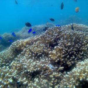 [발리] 발리 블루라군 스노쿨링 고프로 촬영 픽업드랍 해양 수상 액티비티... 솔직 후기 | 실사용자 리뷰 분석 - 상품 이미지 4