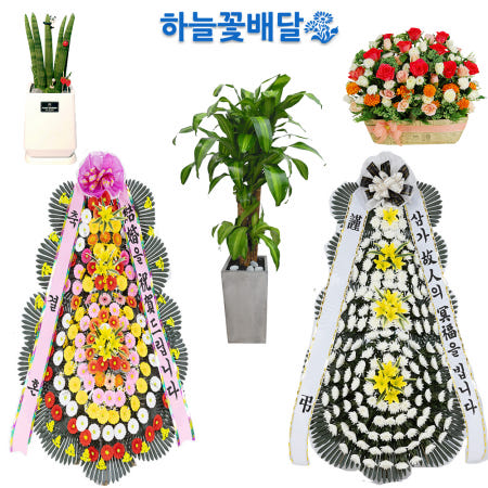 하늘꽃배달 하늘꽃배달 대구 달성화분배달 대구시화환 근조화환 개업화분 전국배달서비스