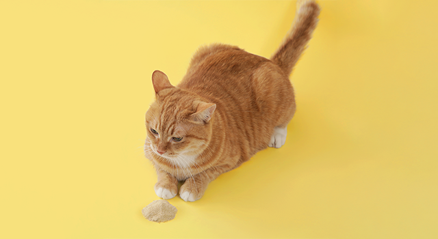 리브펫 유산균 고양이 프로바이오틱스 스틱포 60g 30포, 1개