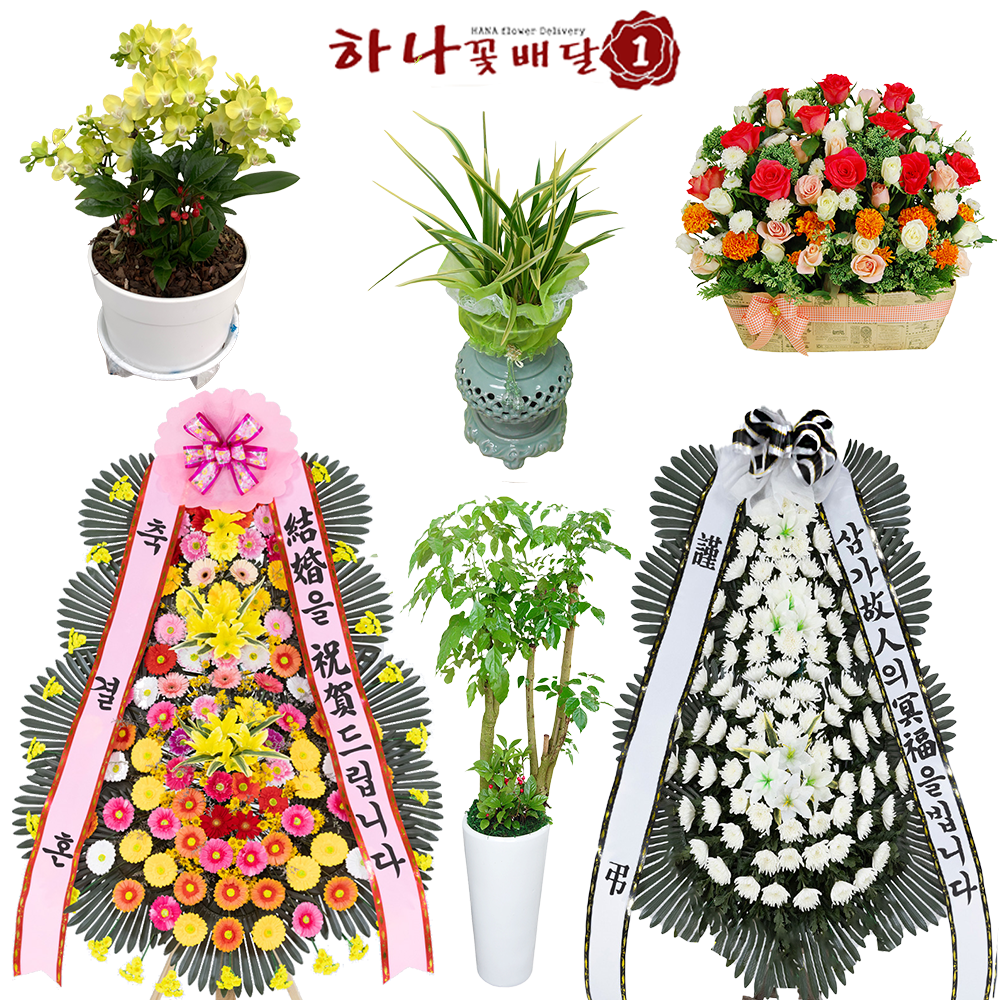강릉화환 축하화환 당일개업화분 : 근조 화환 개업화분 꽃배달