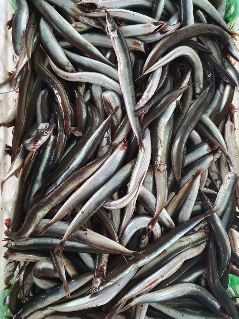 생물 양미리 속초 햇 강릉 제철 속초 고성 캠핑 도루묵 1kg - 상세 이미지 2