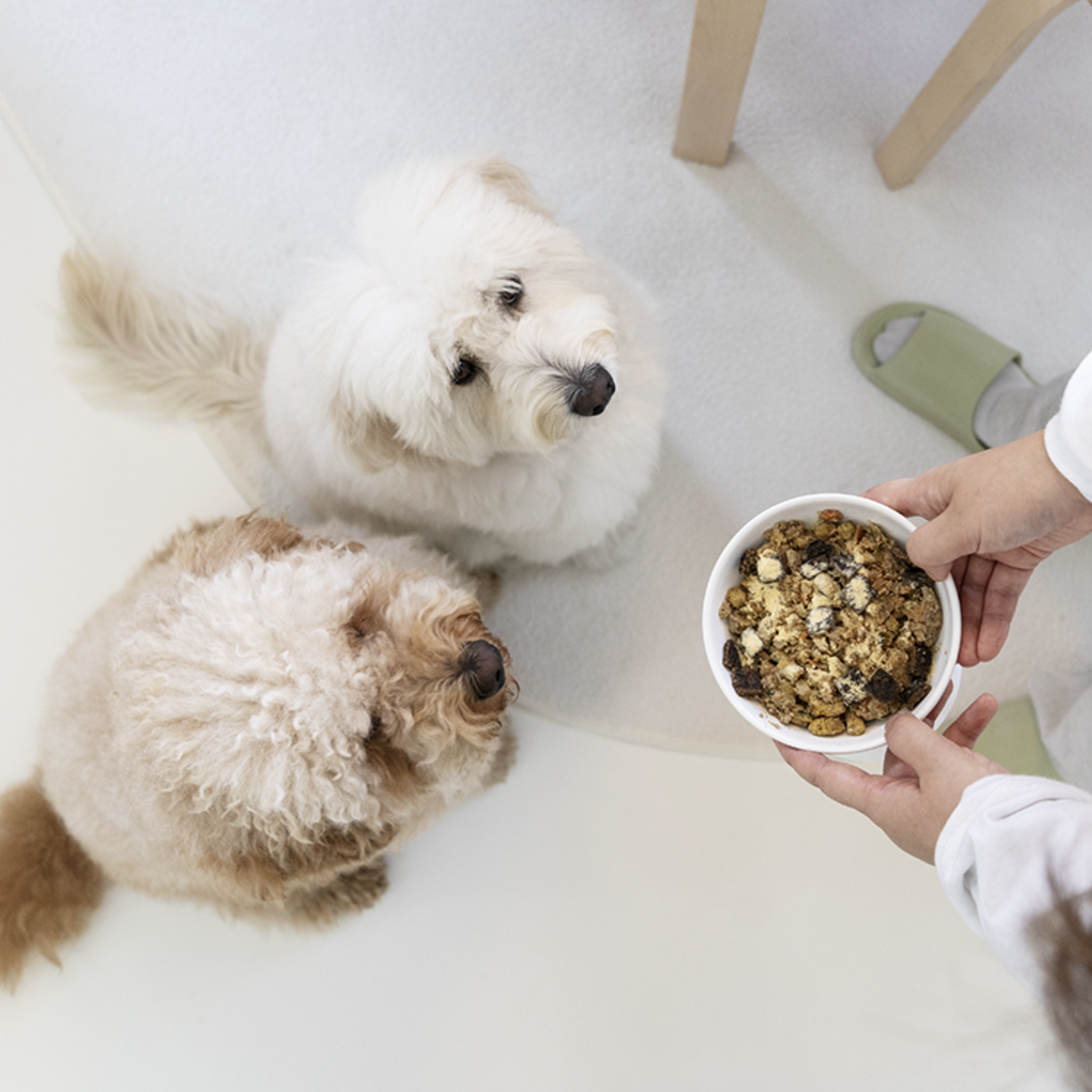 요로캣 펫전용 혈당관리 유산균 30개입 강아지영양제 당뇨 강아지유산균 - 상세 이미지 3