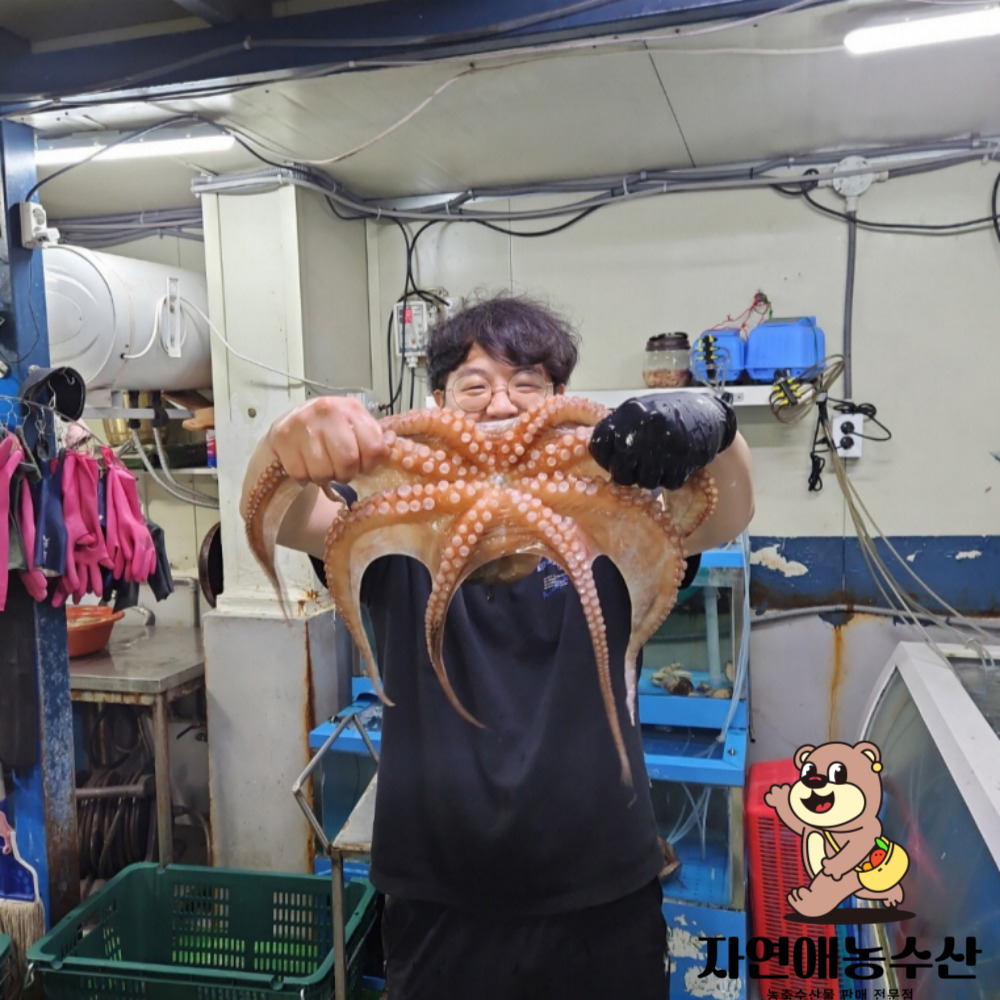 최상급 문어 돌문어 자연산 산지직송 제수용 - 상품 이미지