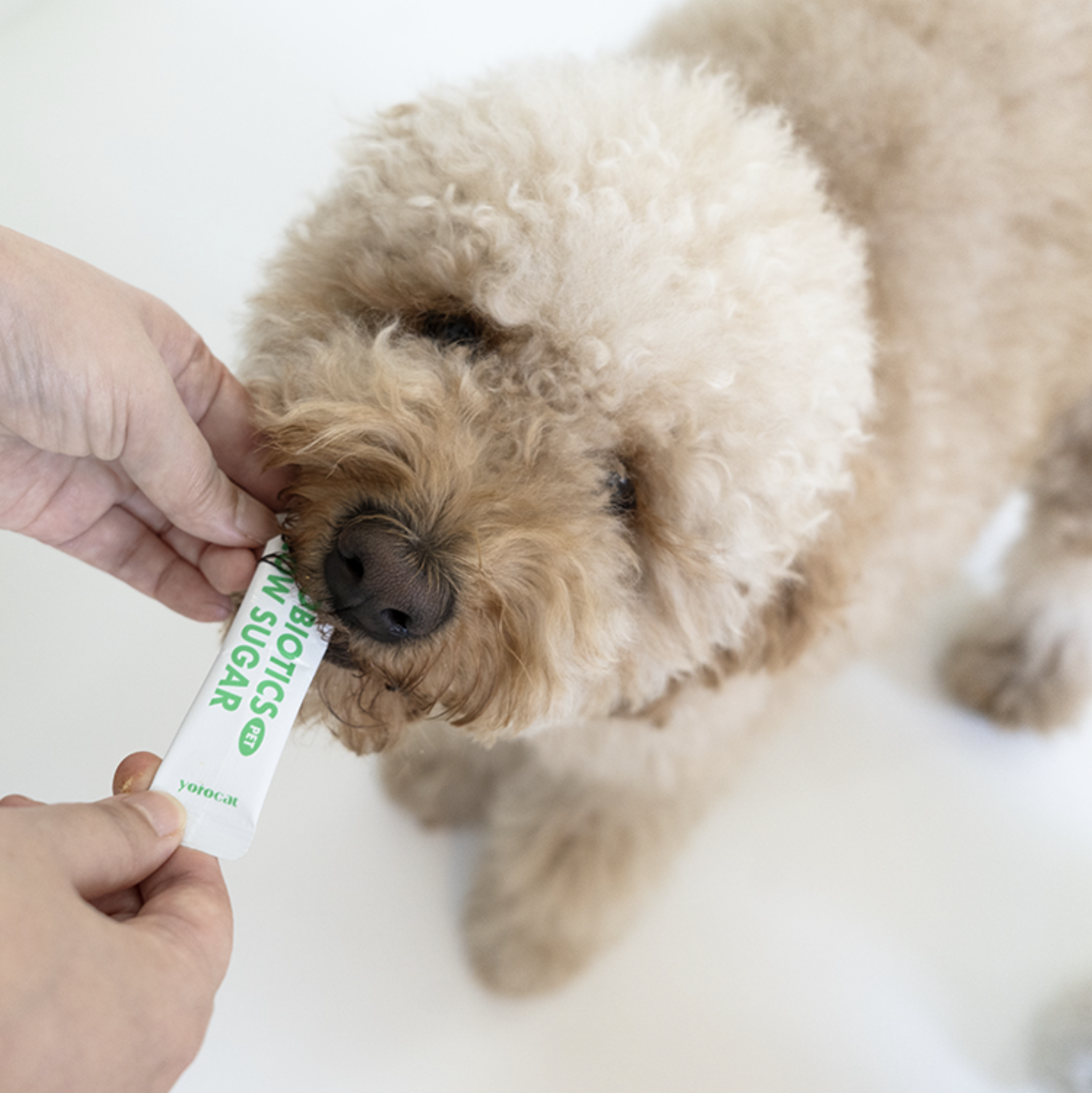 요로캣 펫전용 혈당관리 유산균 30개입 강아지영양제 당뇨 강아지유산균 - 상세 이미지 2