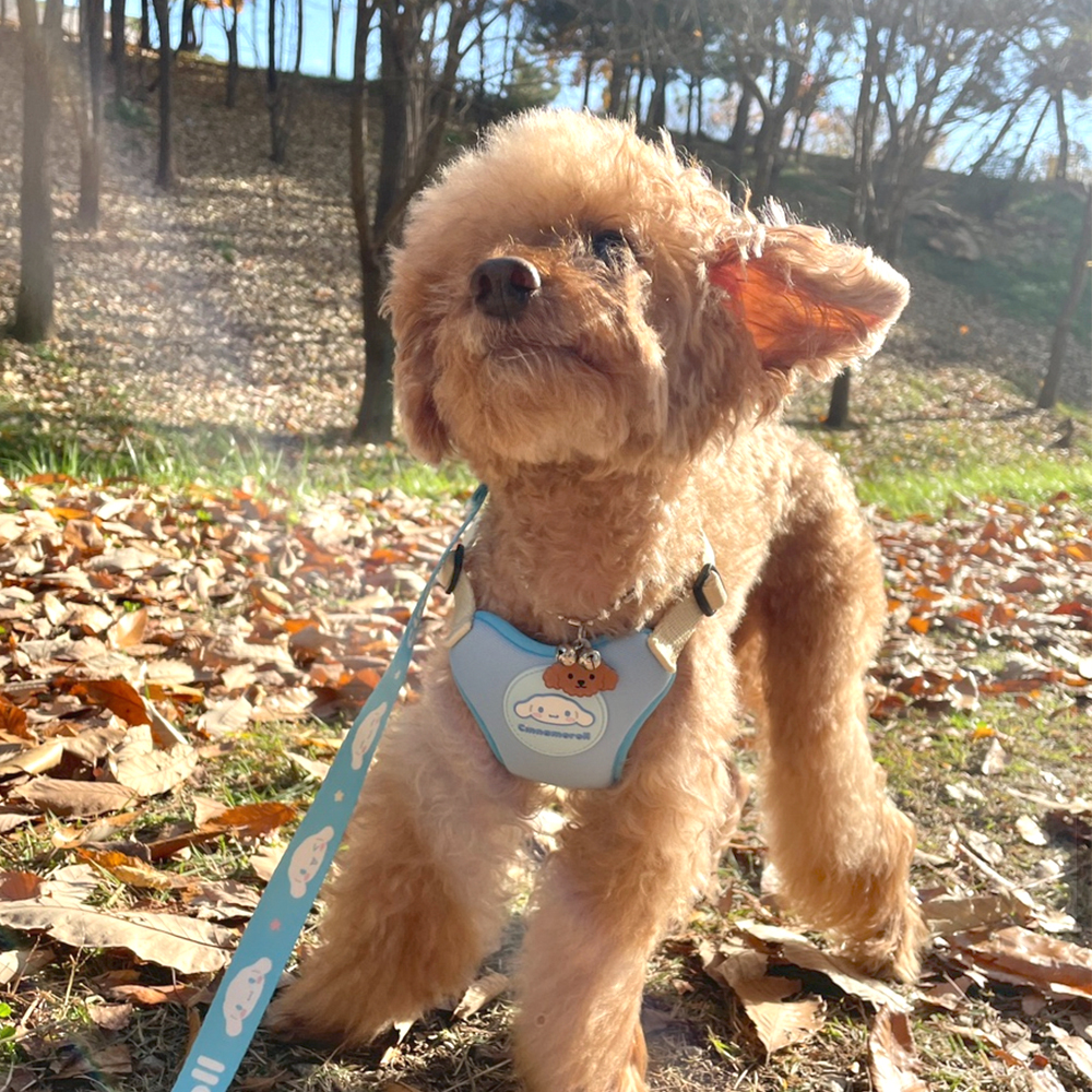 귀여운 강아지 하네스+리드줄 산책 세트 소형견 편안한 반려견 몸통 가슴줄 산리오 시나모롤