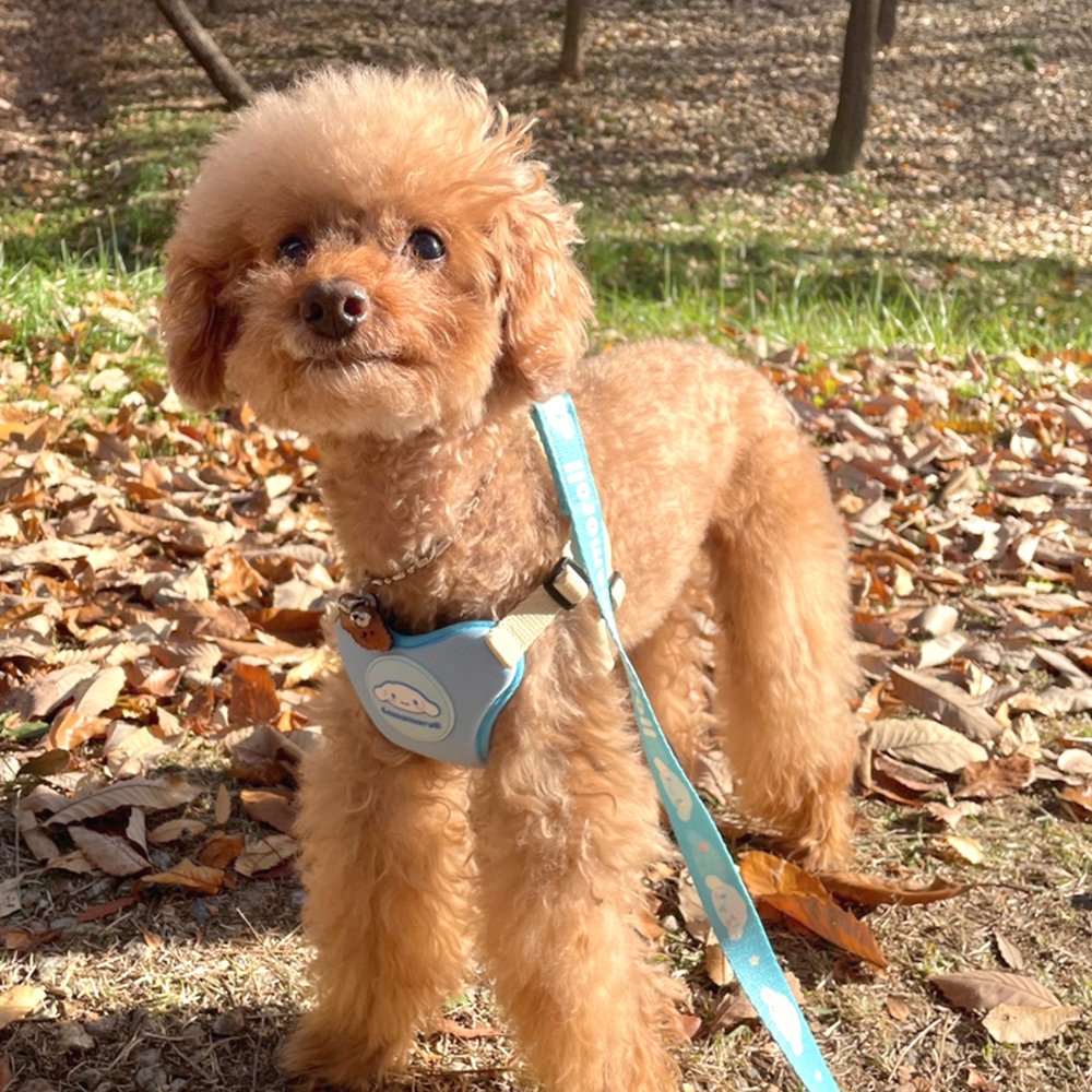 귀여운 강아지 하네스+리드줄 산책 세트 소형견 편안한 반려견 몸통 가슴줄 산리오 시나모롤