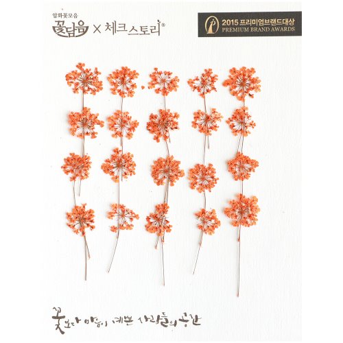 압화 줄기꽃 레이스플라워줄기 아미초 - 오렌지 20개 주황색 - 상품 이미지