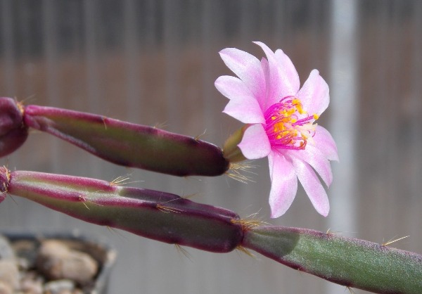 원종게발선인장 로지아 PR427 (랜덤상품) Rhipsalidopsis rosea ‘PR427’ : 티스투