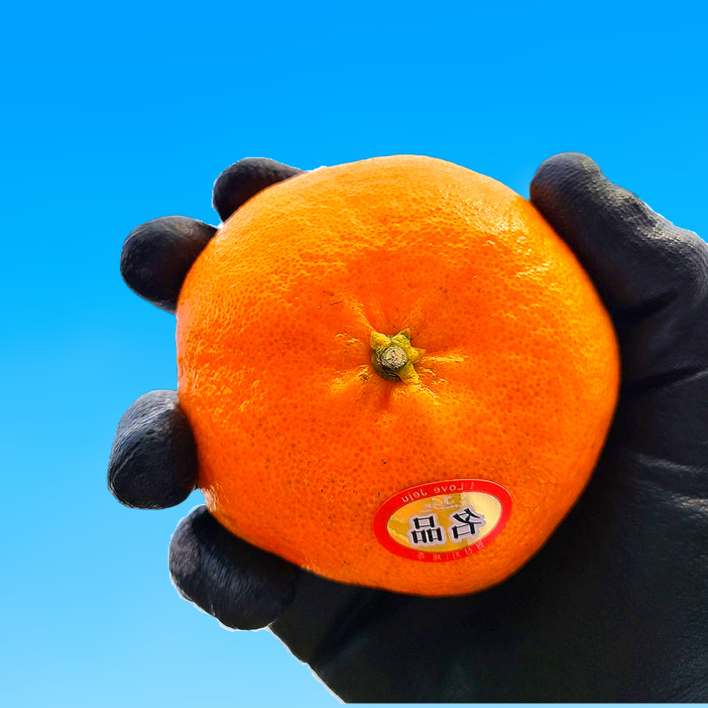 제주 고당도 레드향 산지직송 선물용 가정용