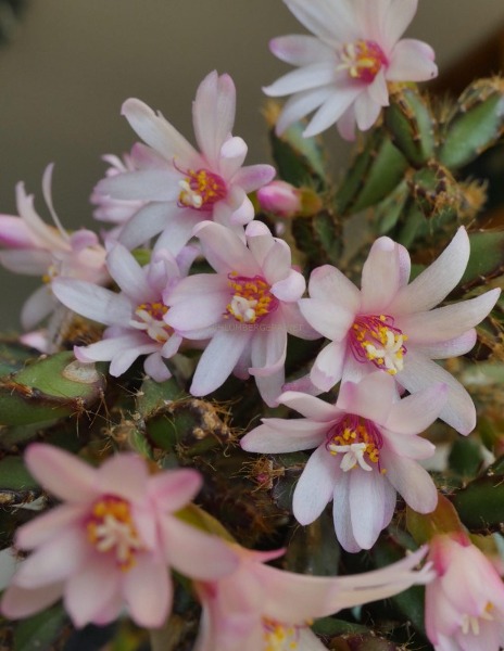 원종게발선인장 로지아  AH384 - 소 (랜덤배송) Rhipsalidopsis rosea ‘AH384’ : 티스투