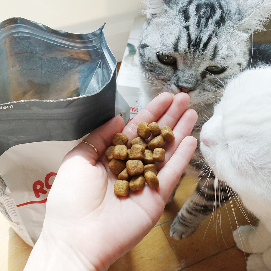 로얄캐닌 고양이 덴탈케어1.5kg - 상세 이미지 2