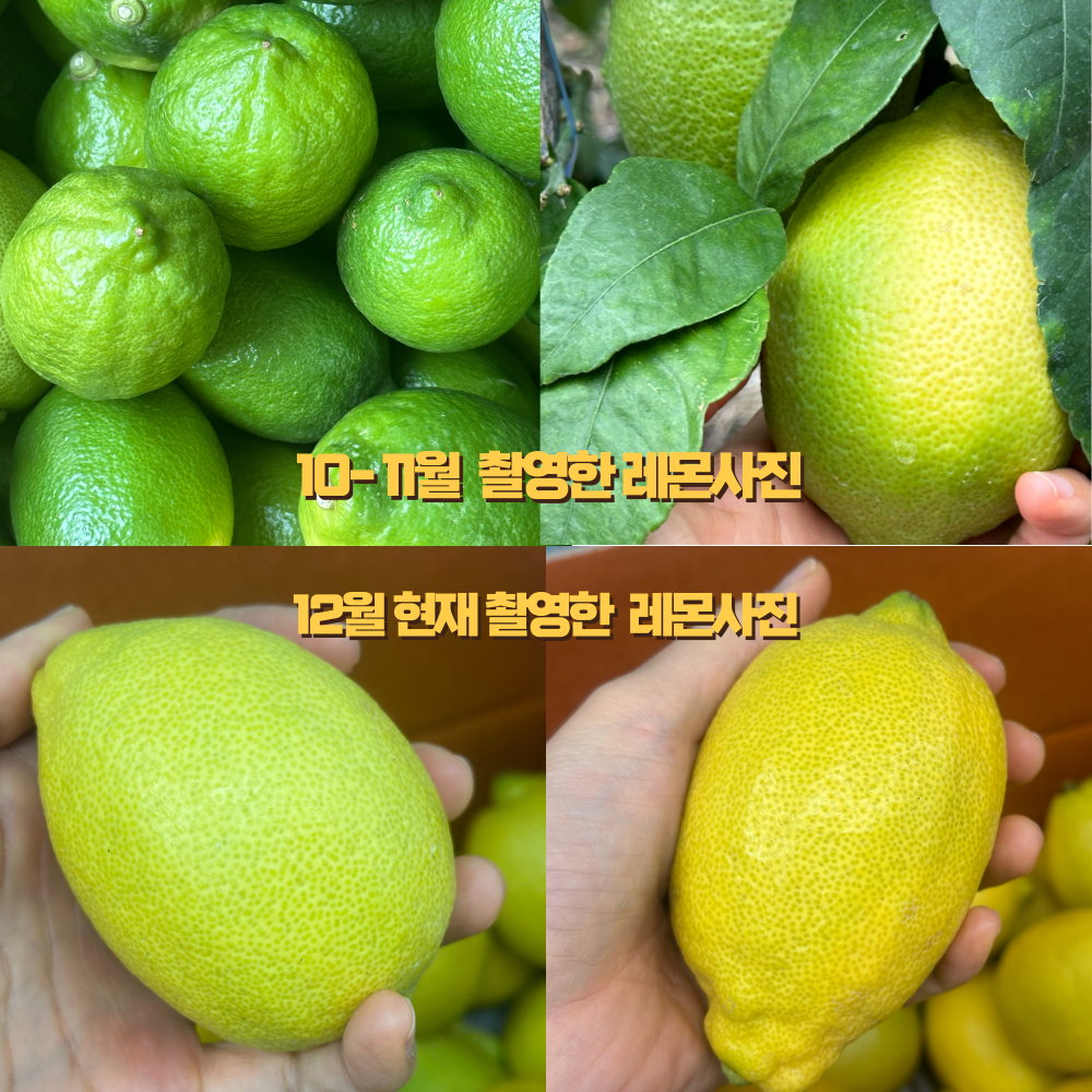제주 레몬 청레몬 서귀포 생과 5kg, 1개 - 상세 이미지 2