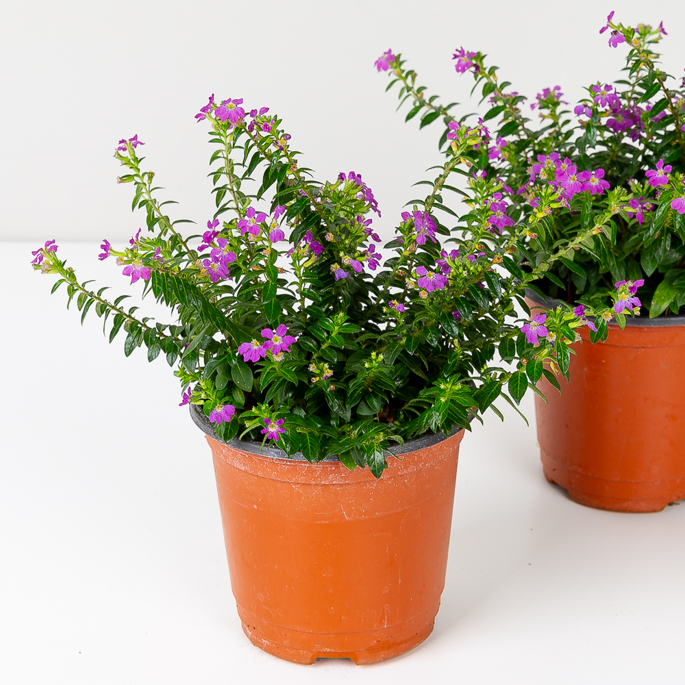 쿠페아 키우기쉬운 반려식물 인테리어 음지 플랜테리어 제품 이미지