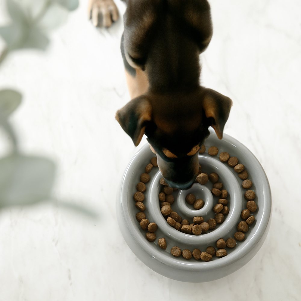 건강한 식습관 빙글빙글 슬로우 애완식기