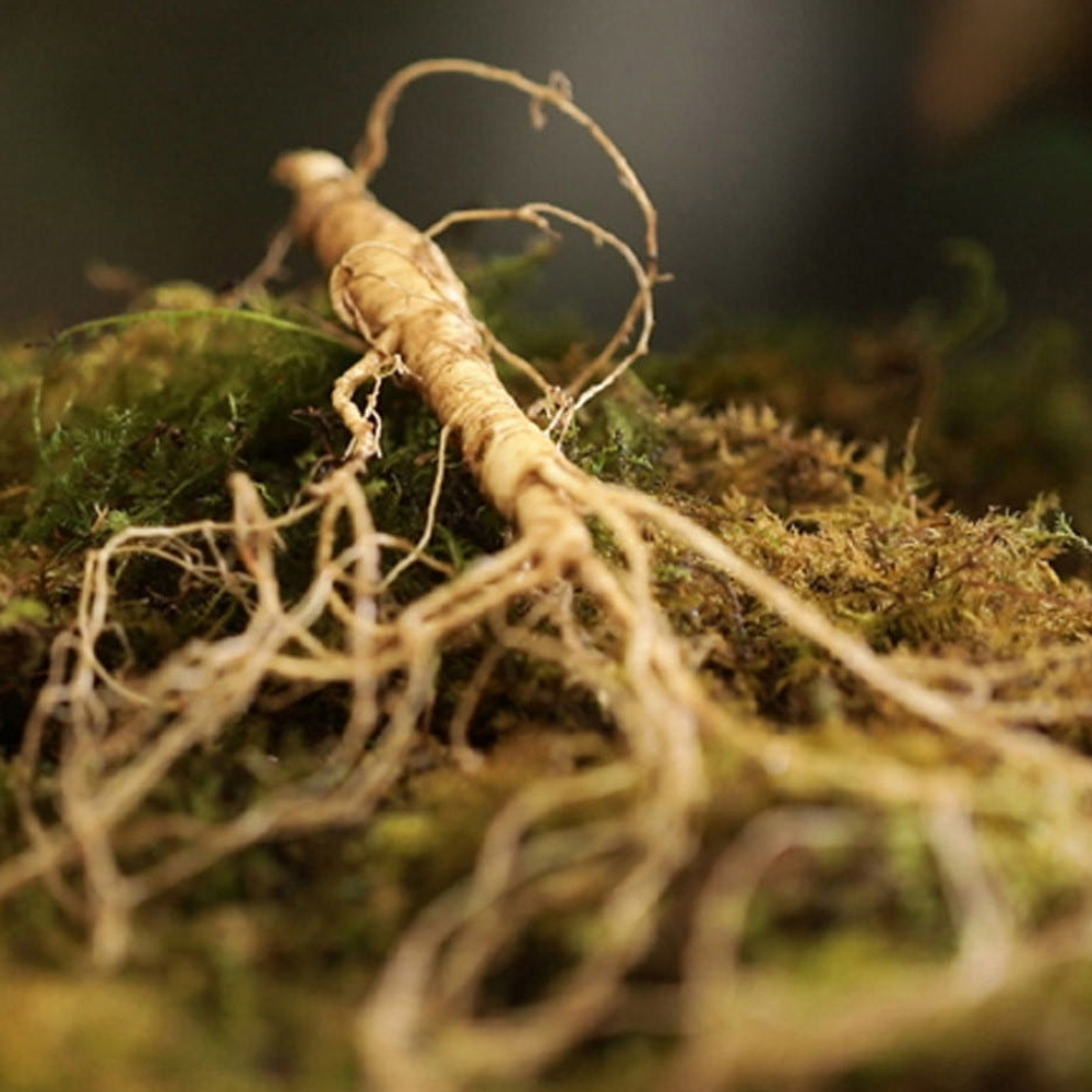 강원도의 힘 왕뿌리 산양삼 5년근 이상 삼 10뿌리