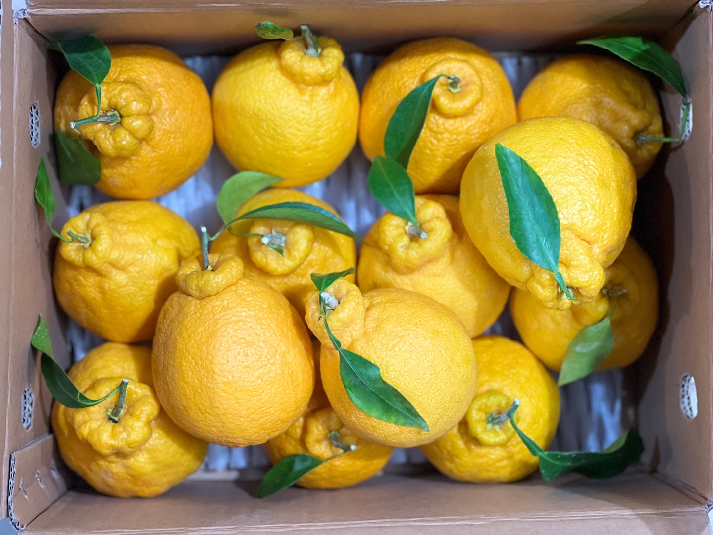 제주 가정용 못난이 한라봉 대과, 4.5kg, 1개 - 상세 이미지 2