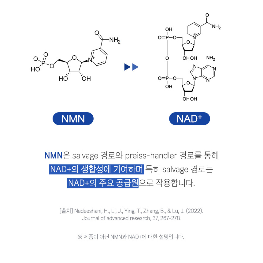 식물성 NMN 엔앰엔 브로콜리 추출물 40% 천연 아미노산 베타인 정 효능 3개 - 상세 이미지 5