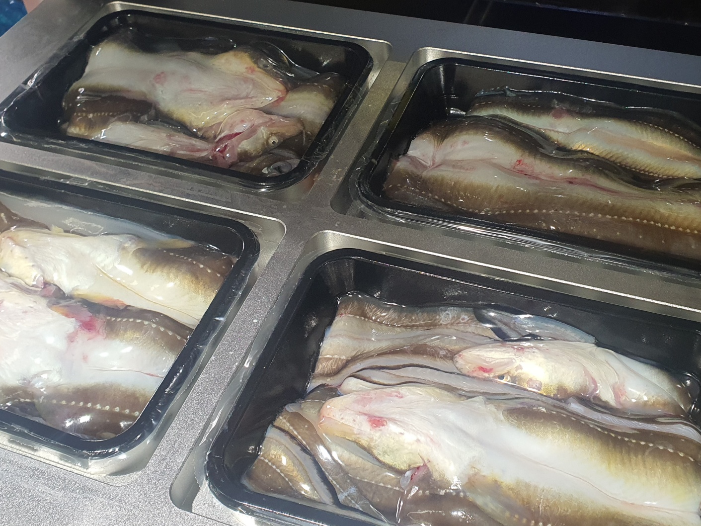 통영 산지에서 바로 보내드리는 바다의 보양식 자연산 손질 바다장어 1kg 이미지 6