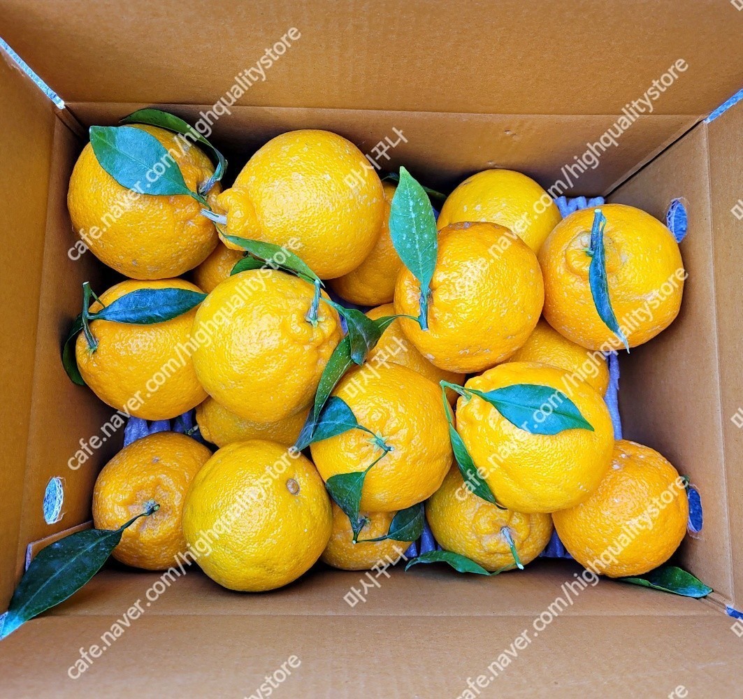 한라봉 할라봉 10kg 5kg 1박스 벌크 꼬마 못난이 가정용 제주 산지직송 - 상품 이미지