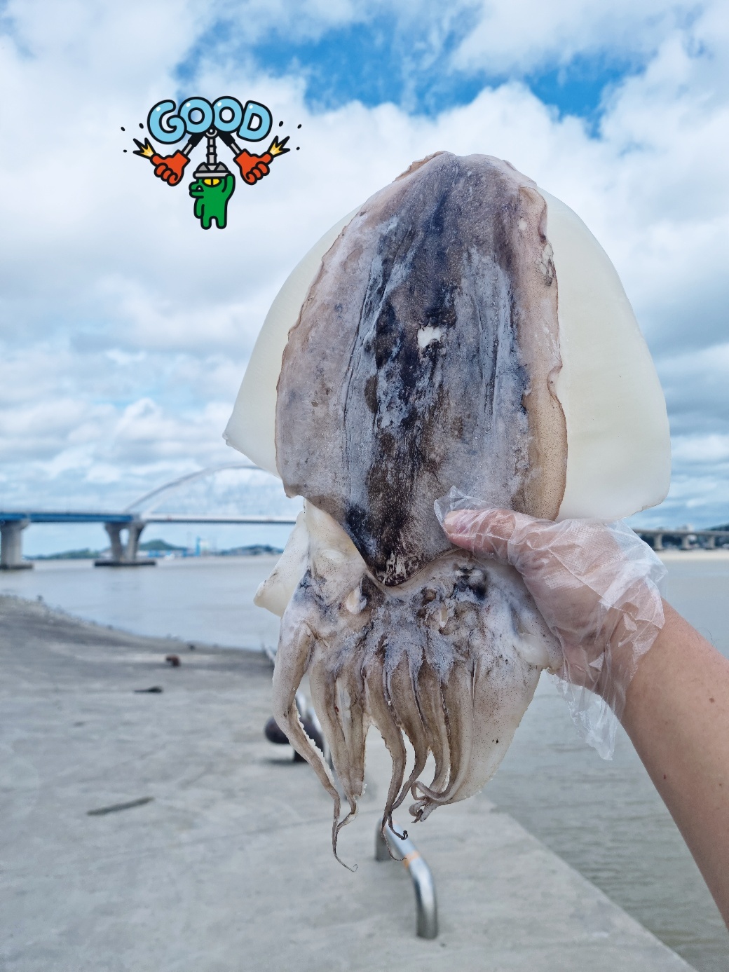 군산 반건조 갑오징어  1미  갑오징어구이 캠핑용 술안주
