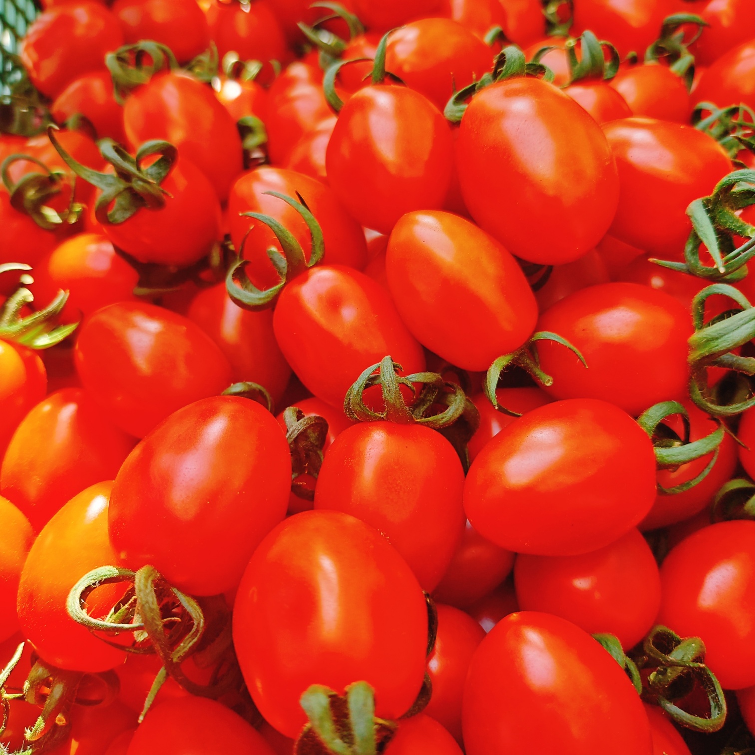 진심농부 스테비아 대추 방울토마토 토망고 망고맛토